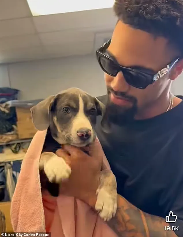 Buffalo Bills' Khalil Shakir Rescues 19 Dogs from Brink of Execution, Viral Moment Sparks Debate on Animal Welfare