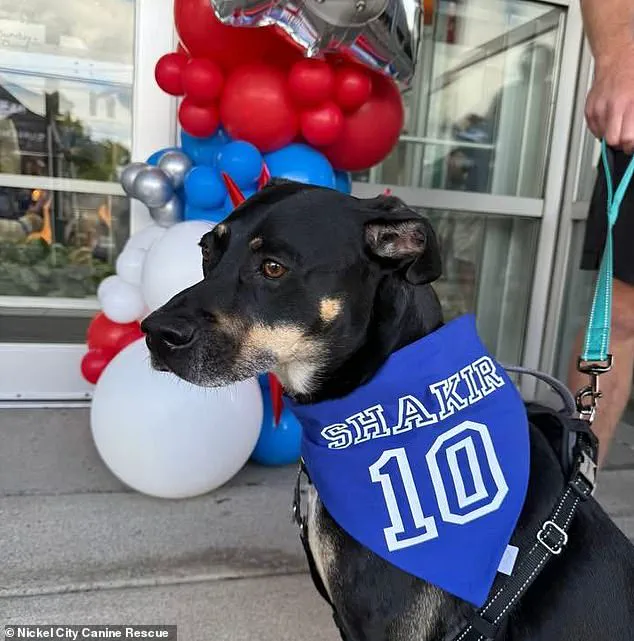 Buffalo Bills' Khalil Shakir Rescues 19 Dogs from Brink of Execution, Viral Moment Sparks Debate on Animal Welfare