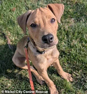 Buffalo Bills' Khalil Shakir Rescues 19 Dogs from Brink of Execution, Viral Moment Sparks Debate on Animal Welfare