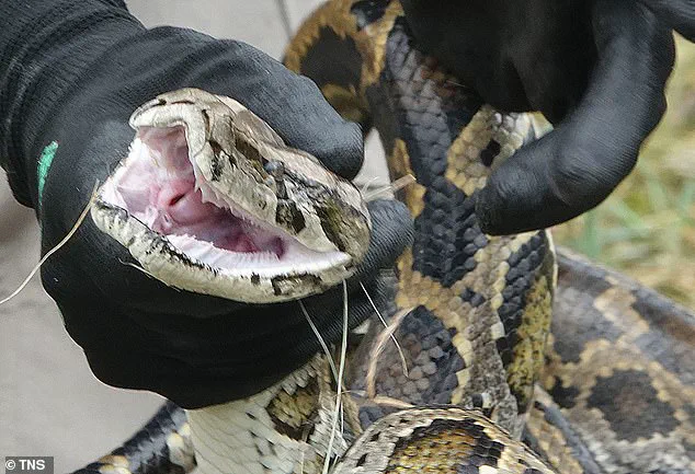 Florida's Unconventional Strategy: Combating Invasive Pythons Through High-End Fashion and Ecological Restoration