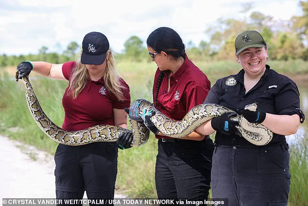 Florida's Unconventional Strategy: Combating Invasive Pythons Through High-End Fashion and Ecological Restoration