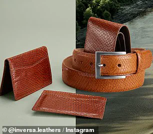 Florida's Unconventional Strategy: Combating Invasive Pythons Through High-End Fashion and Ecological Restoration