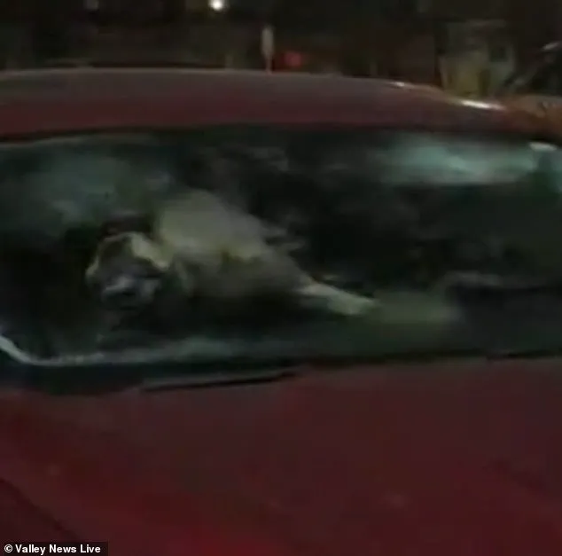 Two Dogs Left in Locked Car for Four Days in Subzero Minnesota Temperatures