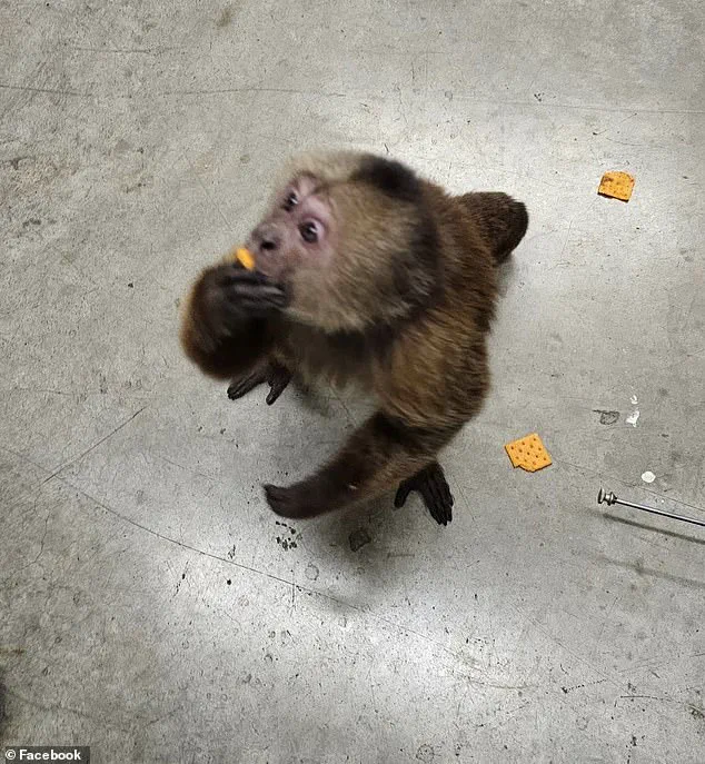 Exclusive: Cinnamon Capuchin Monkey's Midnight Escape Exposed by Store Staff