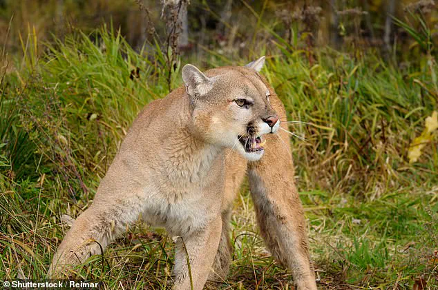 Mountain Lion Attack in Colorado Sparks Community Fear and Calls for Wildlife Management Reforms