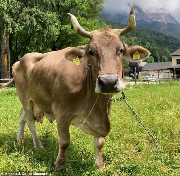 Austrian Cow's First-of-Its-Kind Behavior Forces Scientists to Reconsider Livestock Cognition