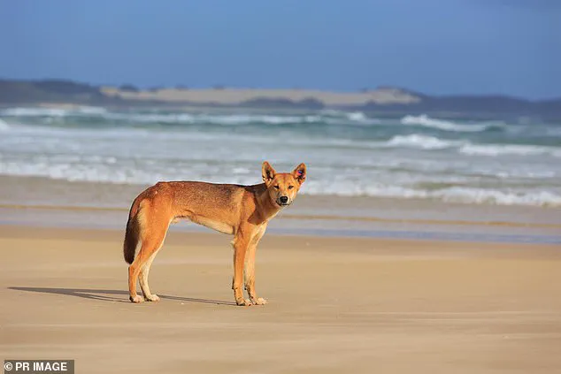 Young Canadian Woman Found Dead on Fraser Island Amid Dingo Encounters – Breaking News