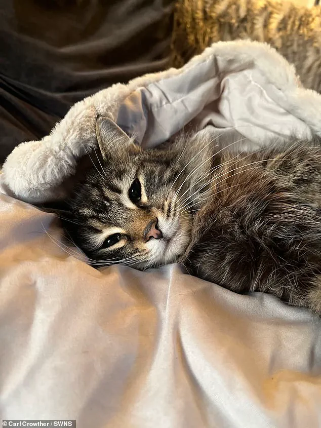 Exclusive Footage Reveals Shocking Incident: Amazon Delivery Driver Allegedly Seen Taking Cat in Elland