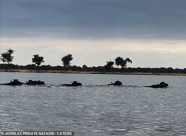 Exclusive Footage Reveals Rare Predator-Prey Struggle in Zambia's Lower Zambezi National Park