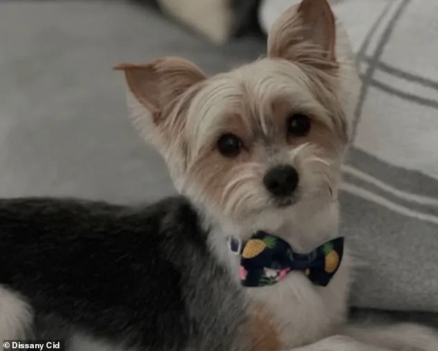 Florida Pet Death Sparks Calls for Regulation on Viral 'Door-Kick Challenge' Trend