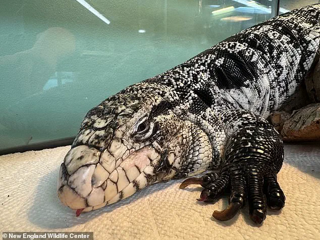 Rhode Island Man Rescues Frostbitten Tegu Lizard from Snowbank