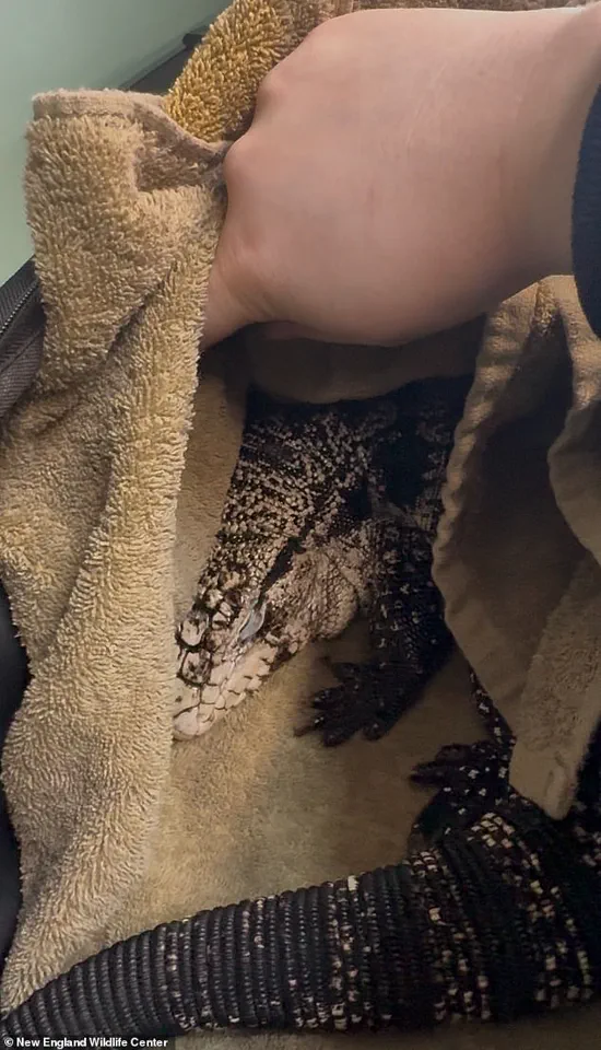 Rhode Island Man Rescues Frostbitten Tegu Lizard from Snowbank