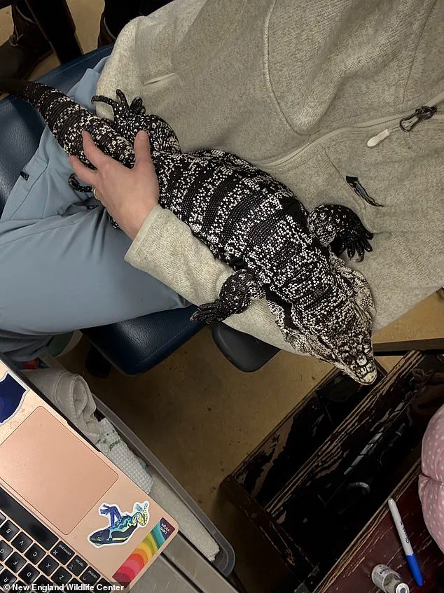Rhode Island Man Rescues Frostbitten Tegu Lizard from Snowbank