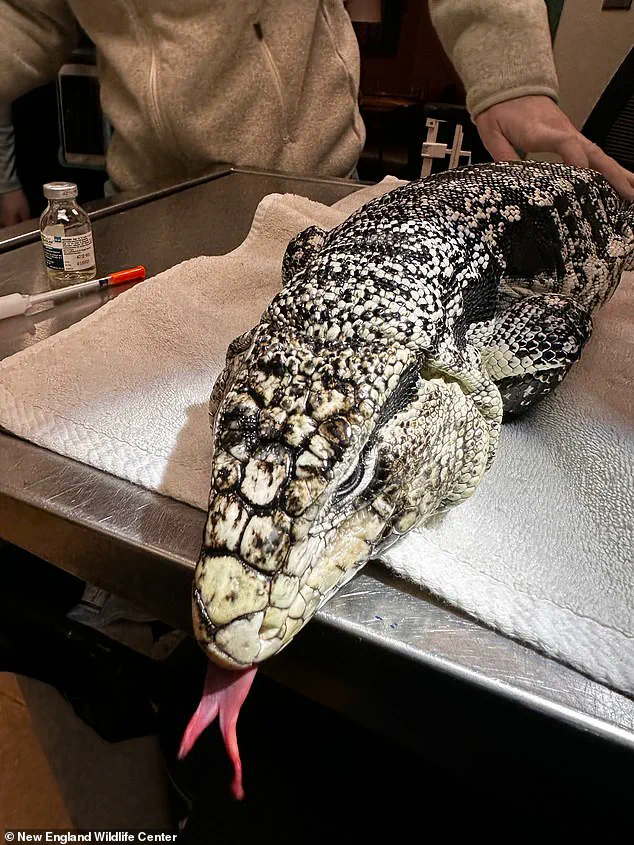 Rhode Island Man Rescues Frostbitten Tegu Lizard from Snowbank