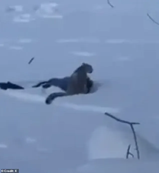 A Fatal Frame: The Chilling Selfie That Unlocked a Leopard's Lair – 'I Never Saw It Coming,' Says Tourist Ms. Li