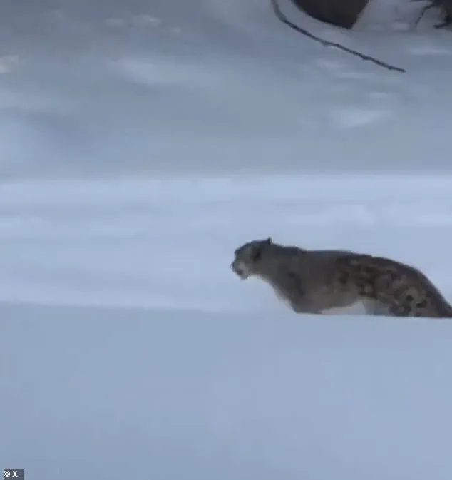 A Fatal Frame: The Chilling Selfie That Unlocked a Leopard's Lair – 'I Never Saw It Coming,' Says Tourist Ms. Li