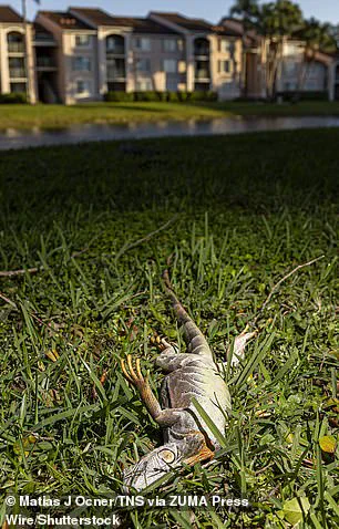 Unseasonable Cold Sparks Iguana Falls in South Florida, Highlighting Wildlife Vulnerability to Climate Fluctuations