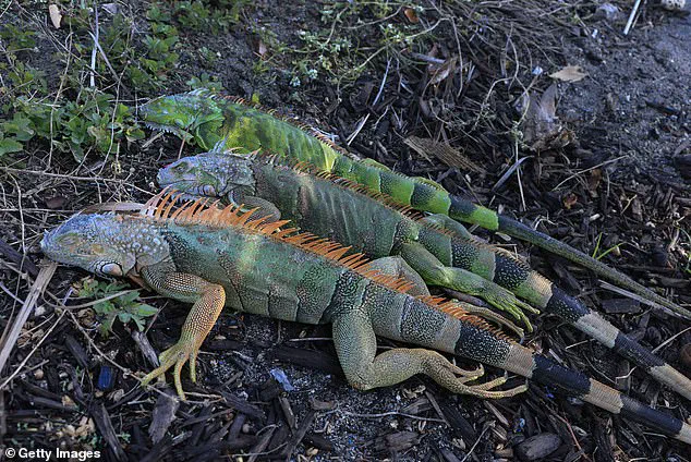 Unseasonable Cold Sparks Iguana Falls in South Florida, Highlighting Wildlife Vulnerability to Climate Fluctuations