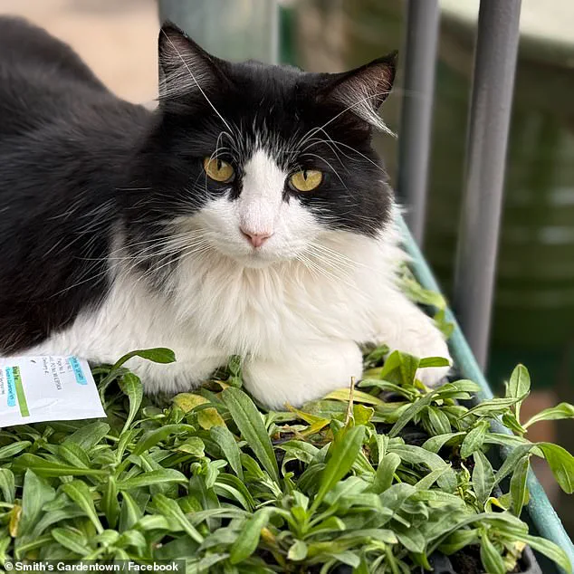 Sylvester the Cat's Viral Rat Catch at Smith's Gardentown Showcases Feline Precision