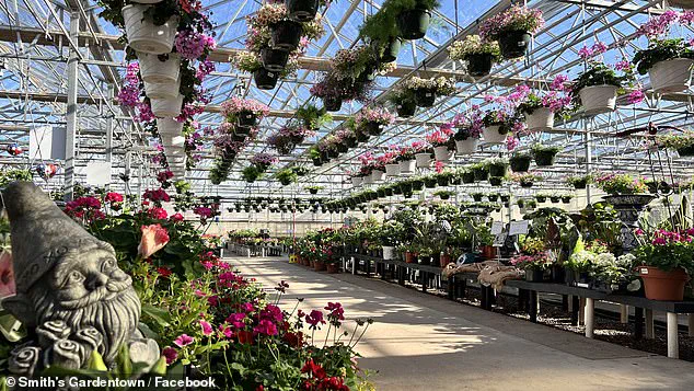 Sylvester the Cat's Viral Rat Catch at Smith's Gardentown Showcases Feline Precision