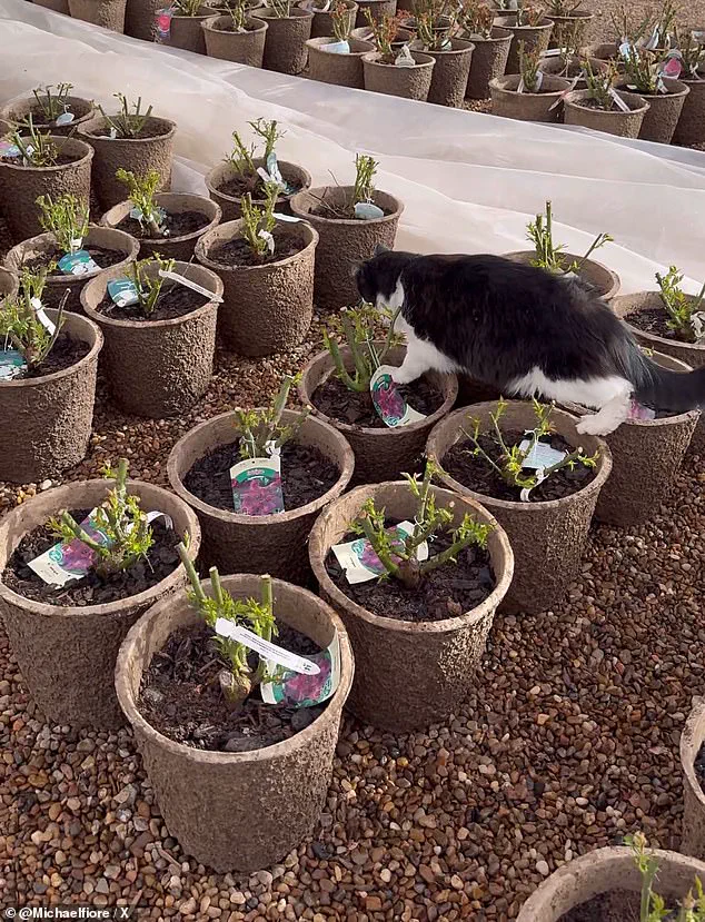 Sylvester the Cat's Viral Rat Catch at Smith's Gardentown Showcases Feline Precision