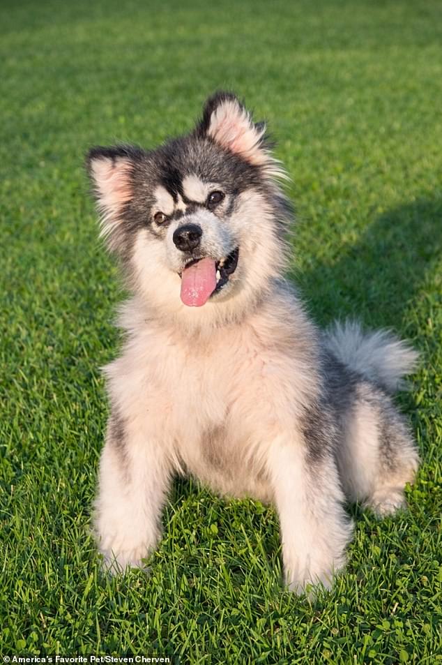 Kronk, Malamute Puppy Rescued from Chinese Dog Meat Trade, Now Thriving with Run 2 the Rescue