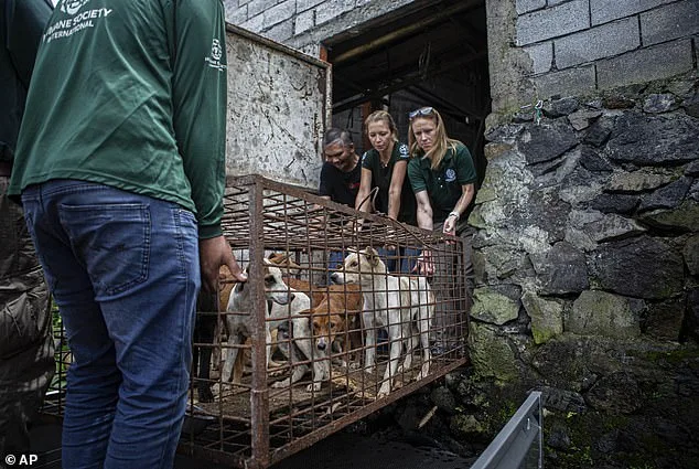 Kronk, Malamute Puppy Rescued from Chinese Dog Meat Trade, Now Thriving with Run 2 the Rescue