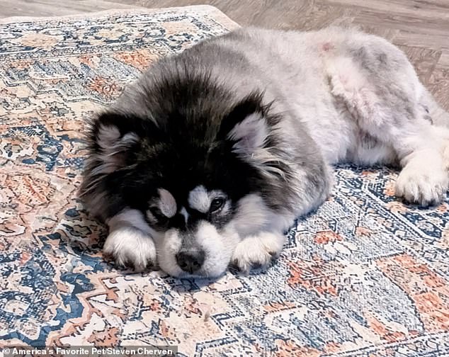 Kronk, Malamute Puppy Rescued from Chinese Dog Meat Trade, Now Thriving with Run 2 the Rescue