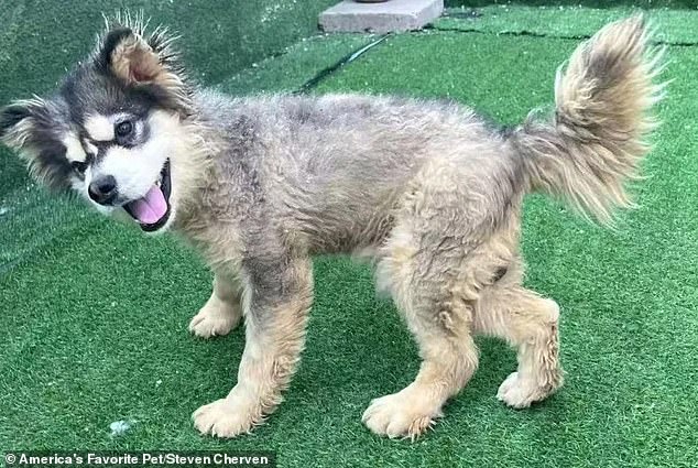 Kronk, Malamute Puppy Rescued from Chinese Dog Meat Trade, Now Thriving with Run 2 the Rescue