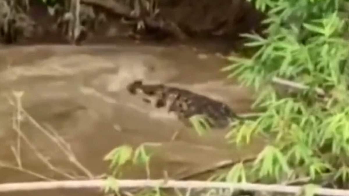 Crocodile Attack in Aceh Claims Life of 35-Year-Old Woman