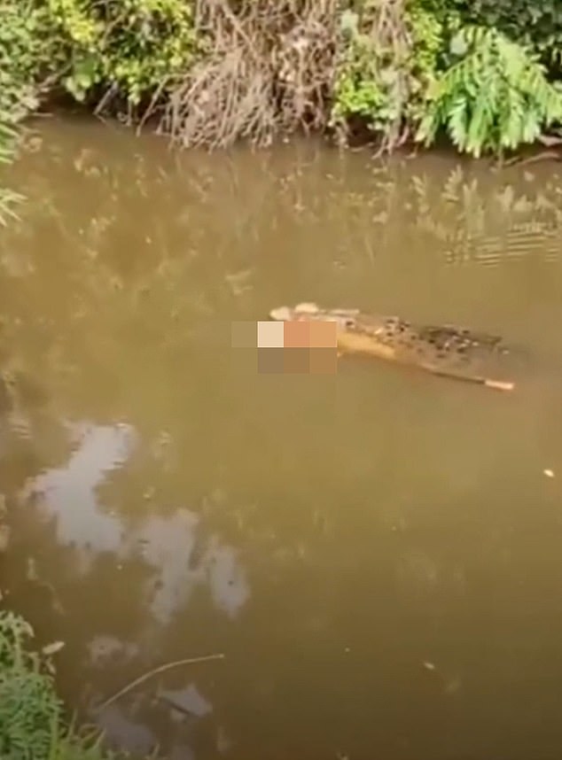 Crocodile Attack in Aceh Claims Life of 35-Year-Old Woman