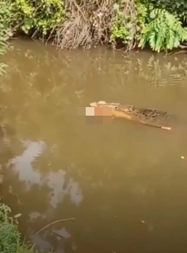 Crocodile Attack in Aceh Claims Life of 35-Year-Old Woman