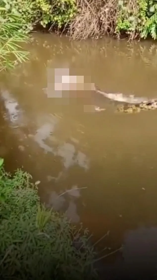 Crocodile Attack in Aceh Claims Life of 35-Year-Old Woman