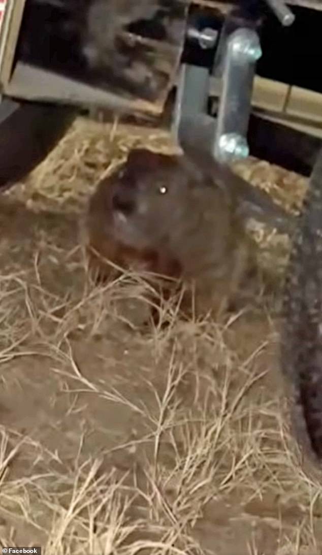 Groundhog Causes $4,900 Engine Damage to University of Arkansas Student's SUV