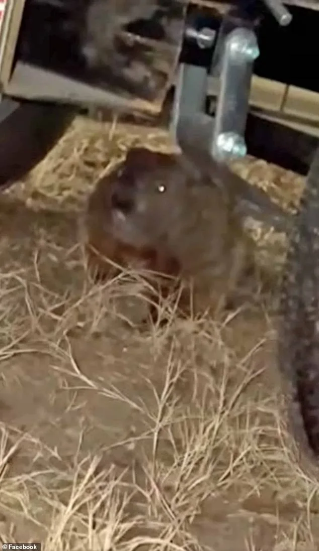 Groundhog Causes $4,900 Engine Damage to University of Arkansas Student's SUV