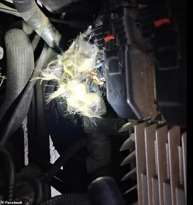 Groundhog Causes $4,900 Engine Damage to University of Arkansas Student's SUV