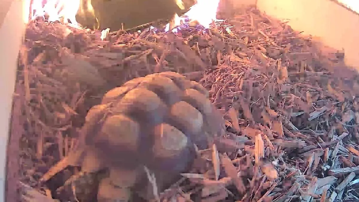 Leo the Tortoise's Harrowing Escape from Fire Sparked by Overheated Lamp