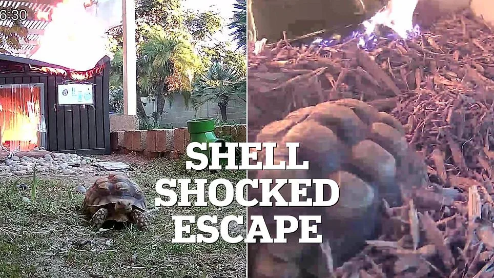 Leo the Tortoise's Harrowing Escape from Fire Sparked by Overheated Lamp