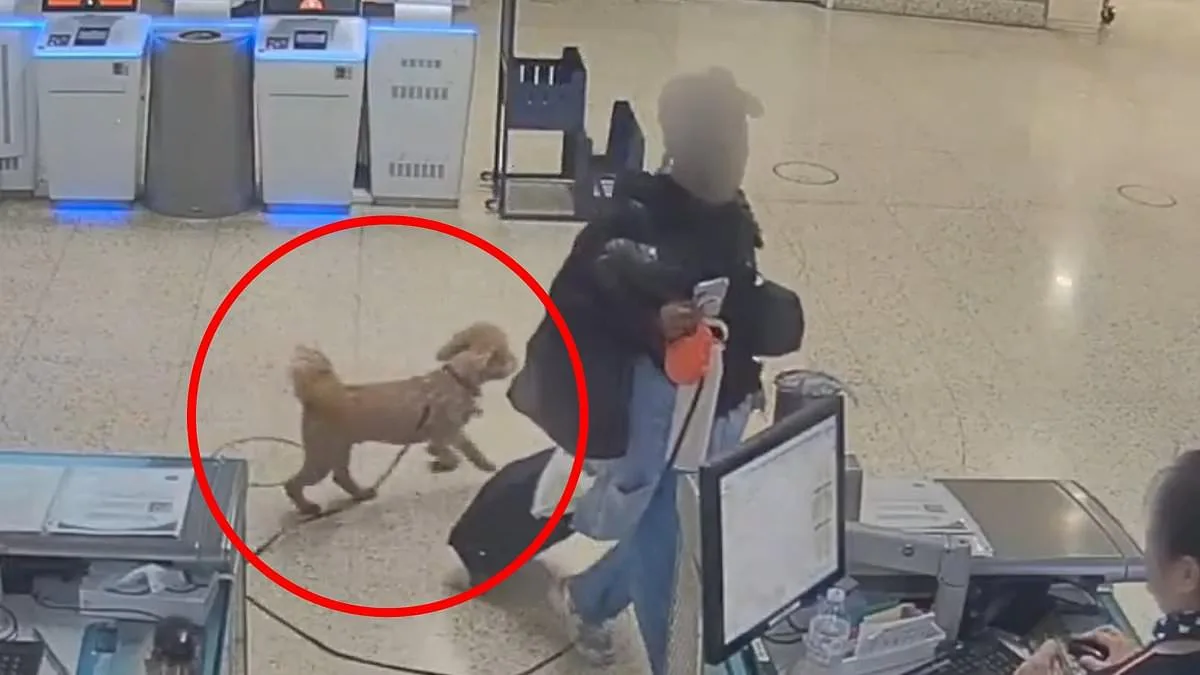 Woman Arrested After Allegedly Abandoning Dog at Las Vegas Airport