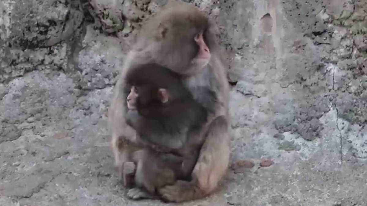 Abandoned Macaque's Plush Toy Captivates Internet