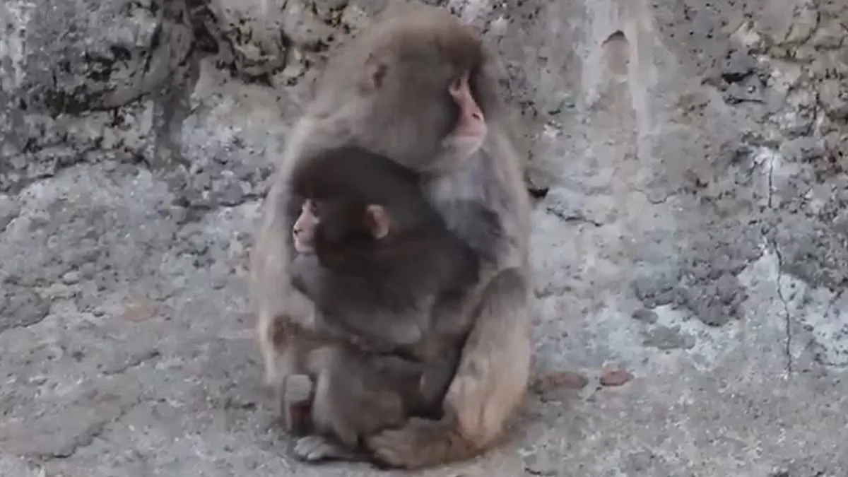 Abandoned Macaque's Plush Toy Captivates Internet