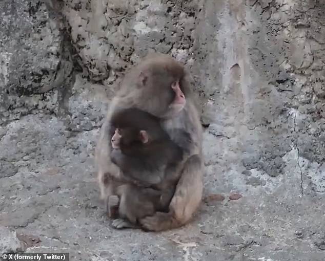 Abandoned Macaque's Plush Toy Captivates Internet
