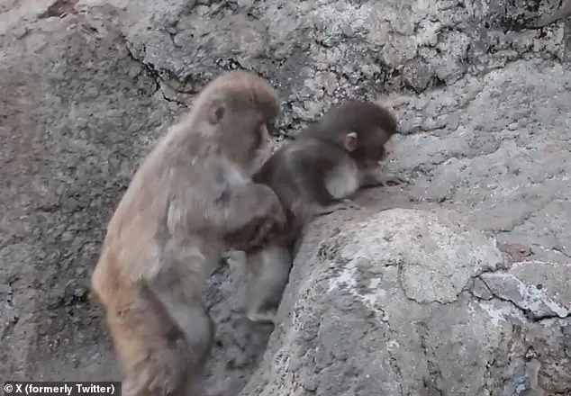 Abandoned Macaque's Plush Toy Captivates Internet