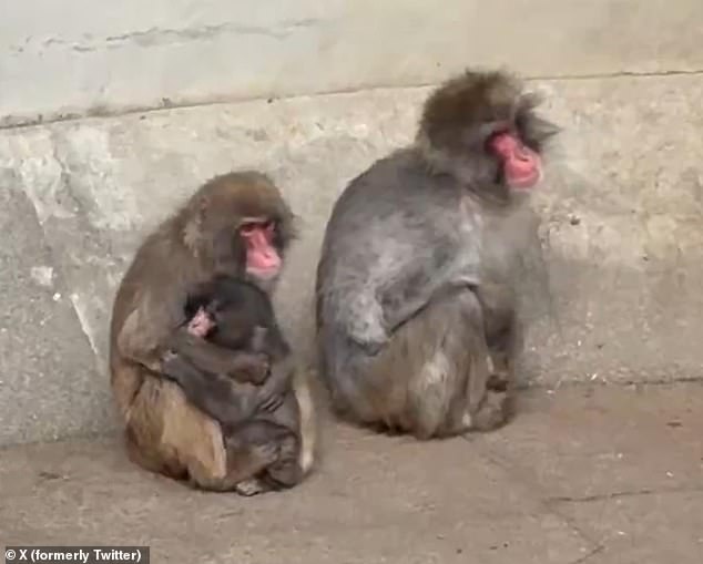 Abandoned Macaque's Plush Toy Captivates Internet