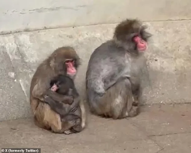 Abandoned Macaque's Plush Toy Captivates Internet