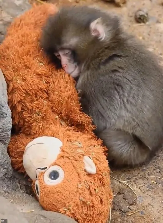Abandoned Macaque's Plush Toy Captivates Internet