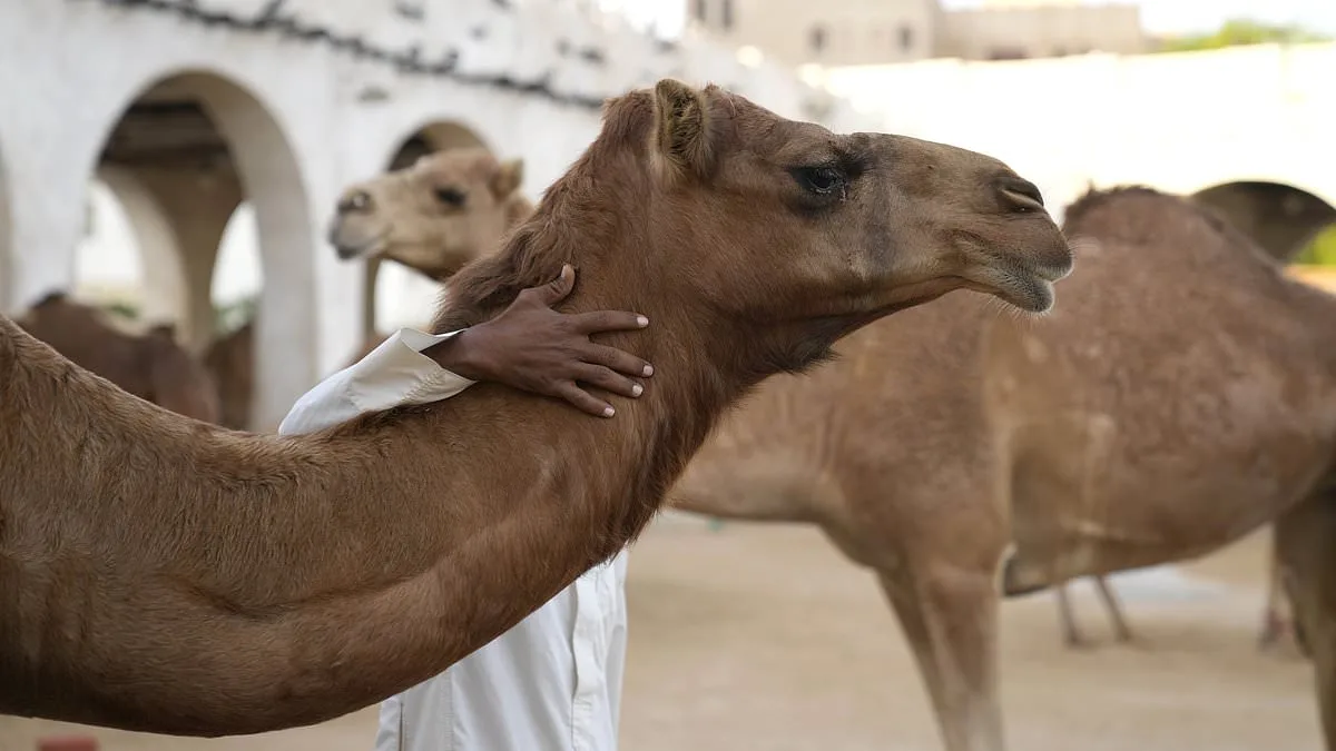 Oman Camel Pageant Disqualifies 20 for Cosmetic Procedures Amid Industry Scrutiny