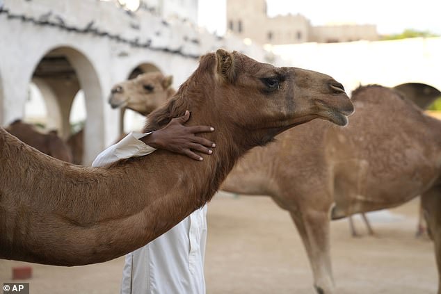 Oman Camel Pageant Disqualifies 20 for Cosmetic Procedures Amid Industry Scrutiny