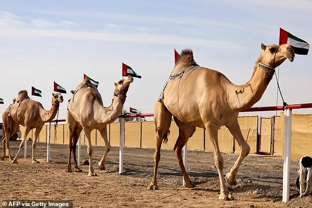 Oman Camel Pageant Disqualifies 20 for Cosmetic Procedures Amid Industry Scrutiny