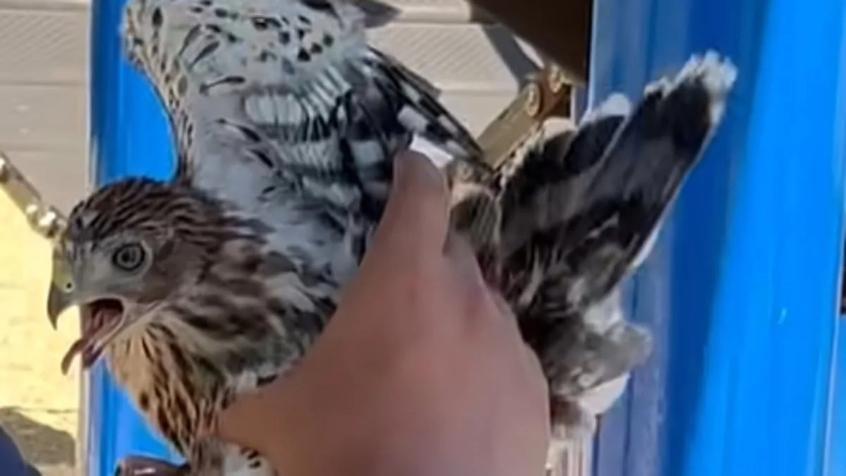 Shocking Video of Man Forcing a Hawk to Drink Alcohol Triggers Legal Battle